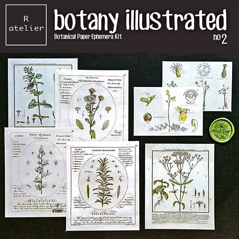 Botany Illustrated Scrapbooking Paper Ephemera