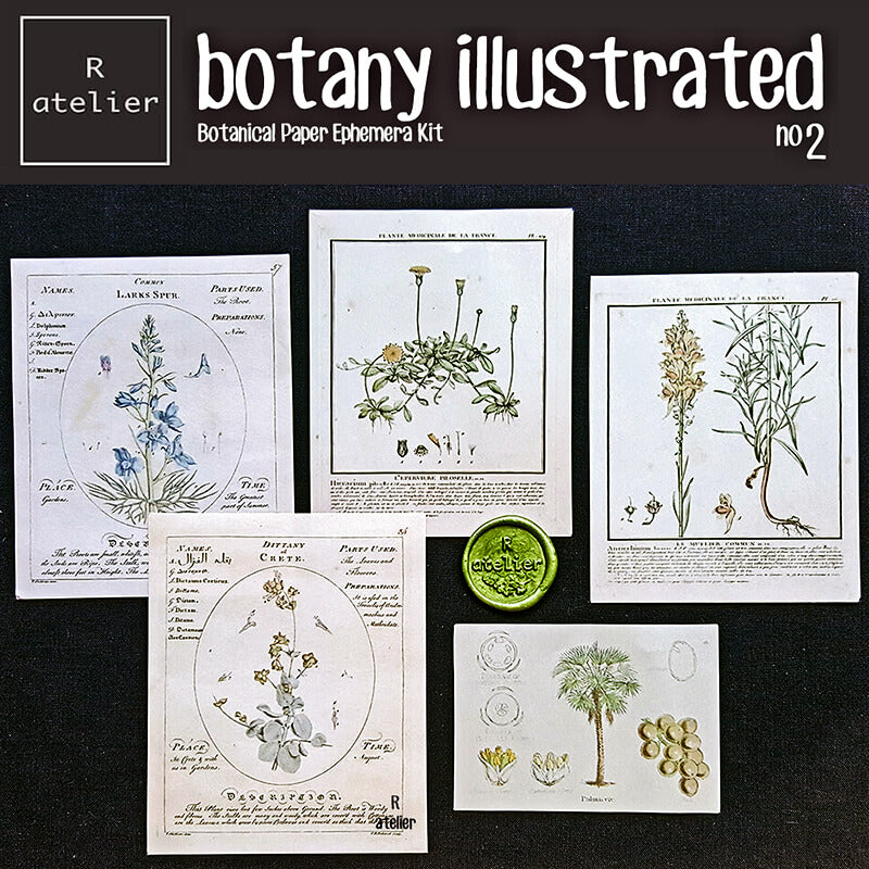 Botany Illustrated Scrapbooking Paper Ephemera