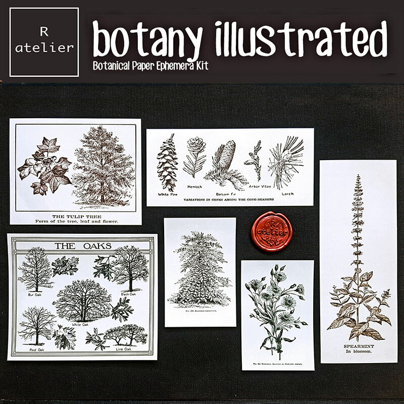 Botany Illustrated Scrapbooking Paper Ephemera Kit