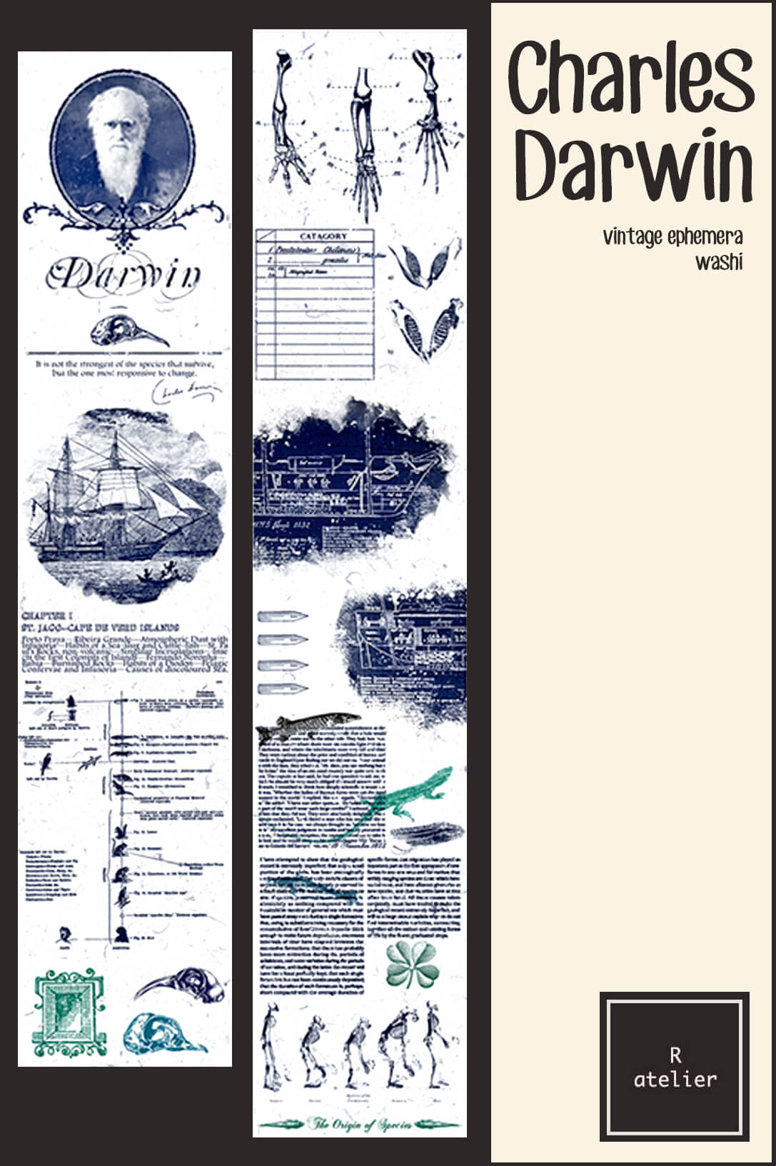 Charles Darwin Washi Tape