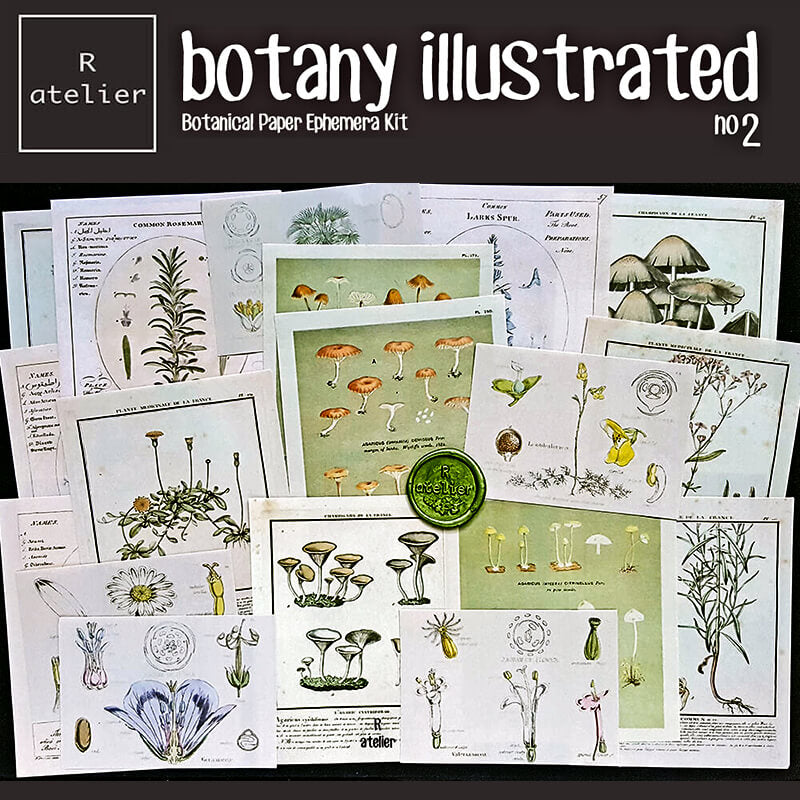 Botany Illustrated Scrapbooking Paper Ephemera
