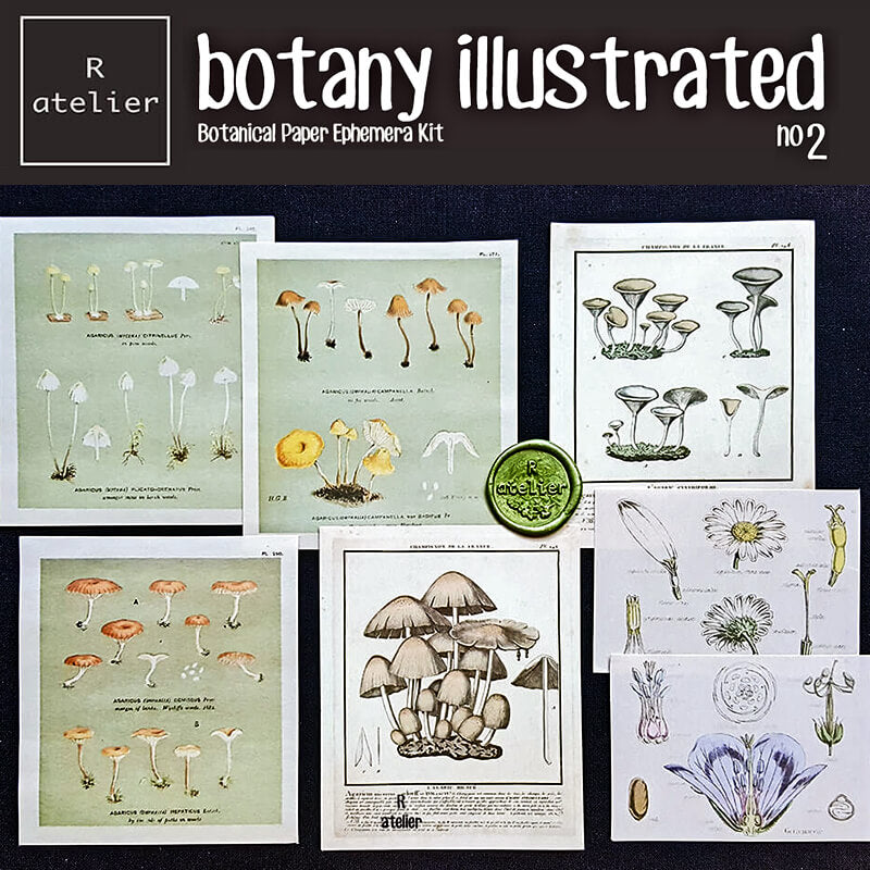 Botany Illustrated Scrapbooking Paper Ephemera