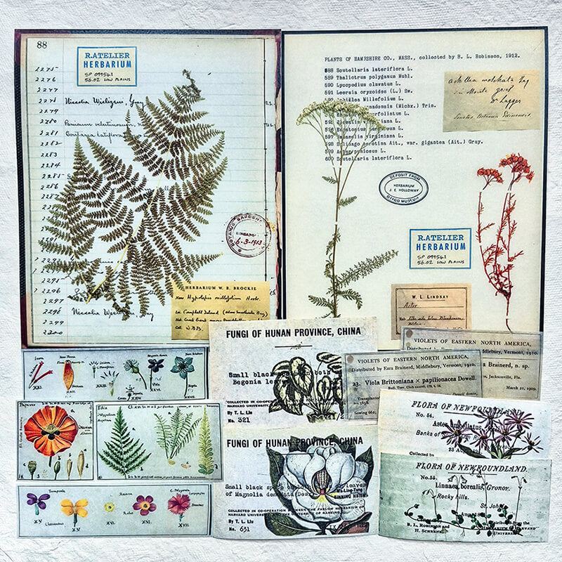 Flora Fauna Botanical Specimen Junk Journal Ephemera Scrapbooking Box