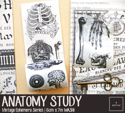 Anatomy Study | Washi, 6cm x 7m