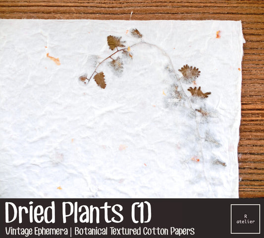 Dried Plants | Botanical Textured Cotton Papers