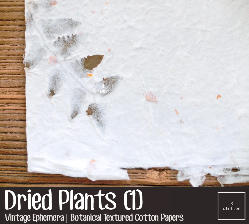 Dried Plants | Botanical Textured Cotton Papers