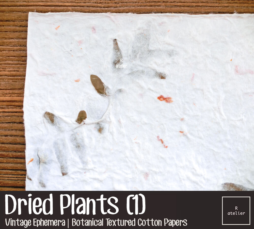 Dried Plants | Botanical Textured Cotton Papers