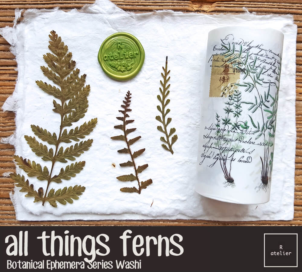 All Things Ferns Washi