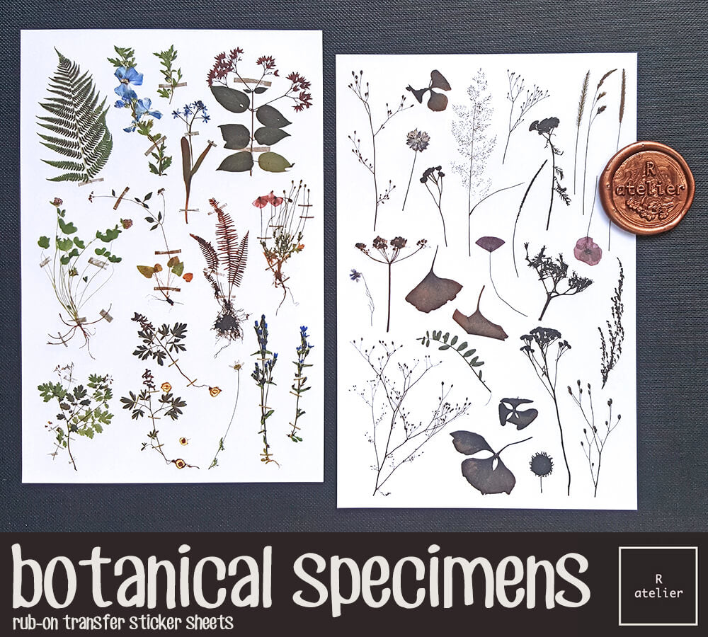 botanical specimens  Rub-On Transfer Stickers