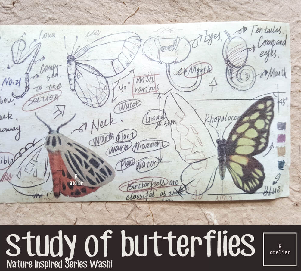 Lepidopterology, Study of Butterflies Washi